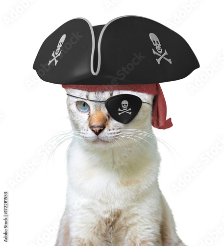 Funny animal costume of a cat pirate captain wearing a tricorn hat and eyepatch with skulls and crossbones, isolated on a white background