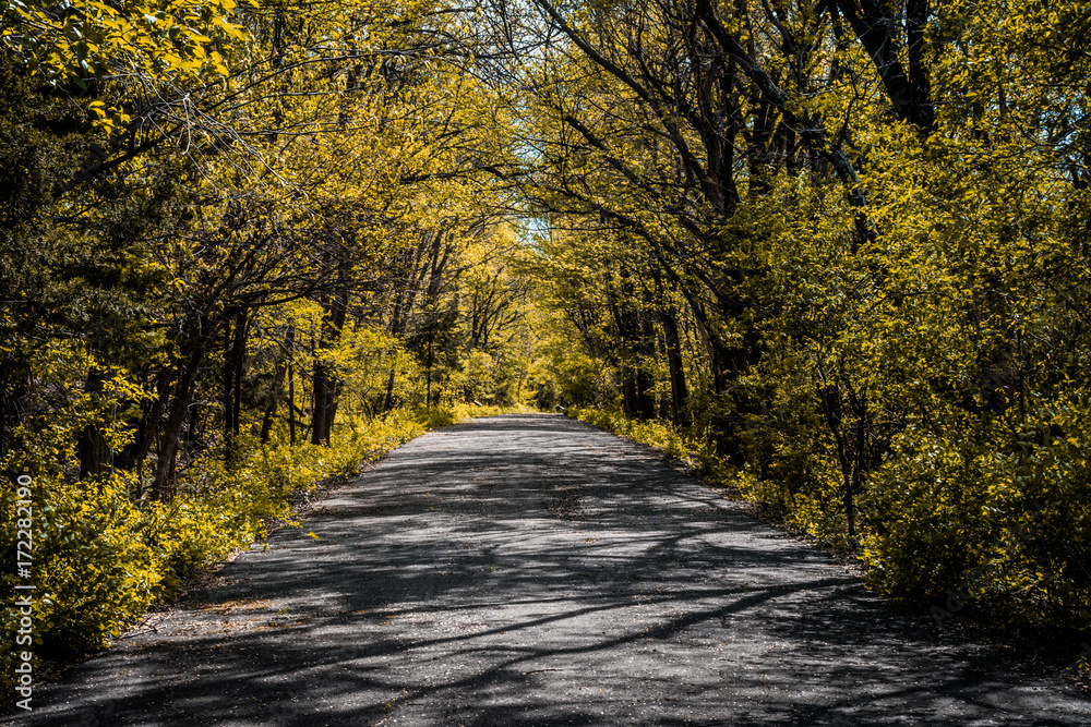 Obraz premium Fall Road