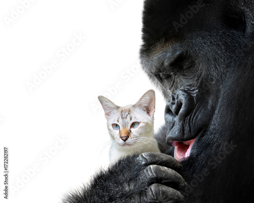 Unlikely animal friends moment, a loving hug between a big gorilla and a small cat