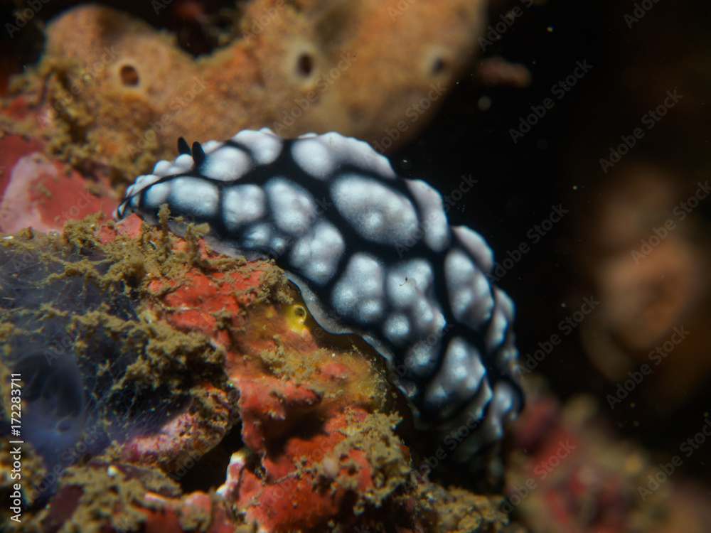 Fototapeta premium nudibranch on the coral