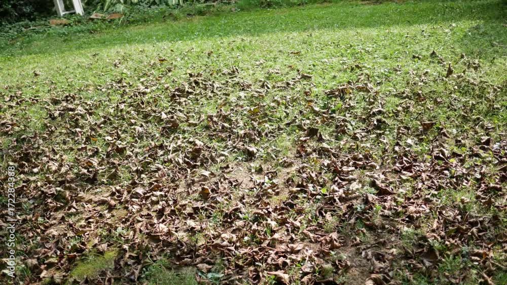 Riding tractor lawnmower blowing dried up leaves along the ground in frontyard Riding tractor lawnmower blowing dried up leaves along the ground in frontyard