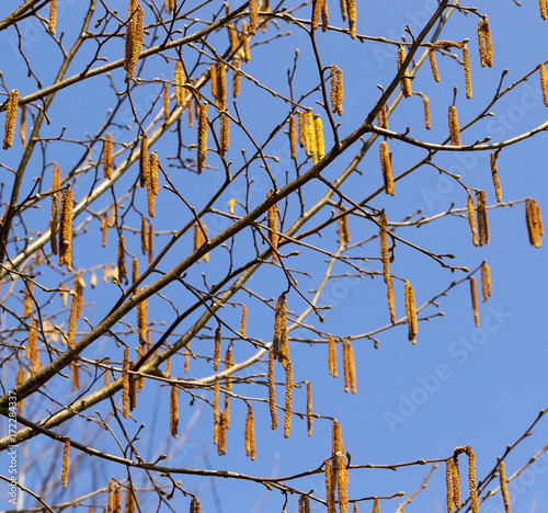 birch in spring photo