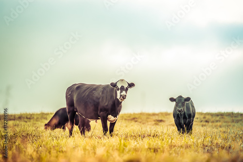 cow grazing vintage