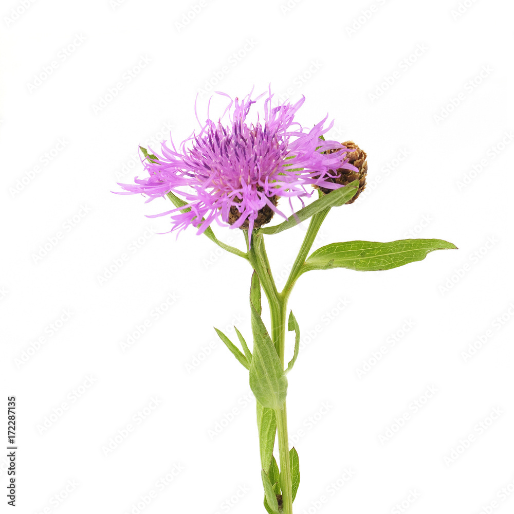 knapweed on a white background knapweed on a white background