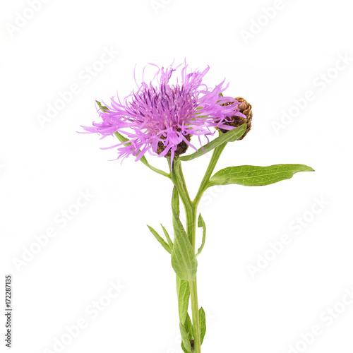 knapweed on a white background