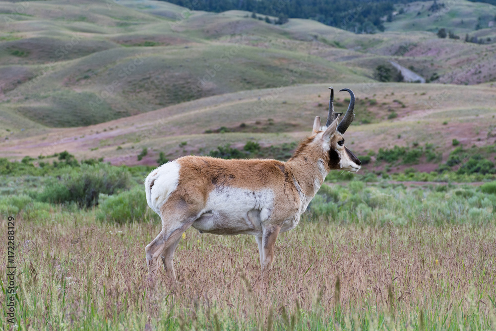 Close up of a pronghorn antelope buck standing in profile in a grassy field with foothills in the background. Photographed in Yellowstone National Park. Close up of a pronghorn antelope buck standing in profile in a grassy field with foothills in the background. Photographed in Yellowstone National Park.