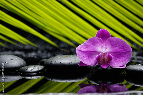 Pink orchid with palm and wet stones 