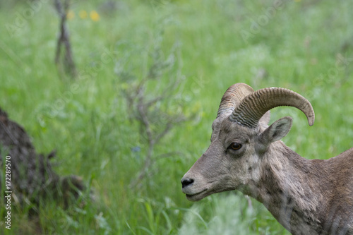 Bighorn Sheep Ewe Facing Left. Head with horns and neck are shown in profile. Photographed with shallow depth of field with green grass in the background.
