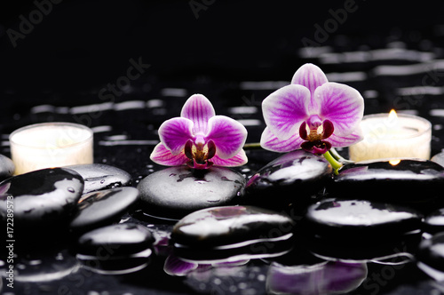 still life with two orchid and two candle on black stones 