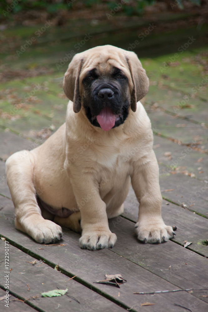 Fawn English Mastiff Puppy Stock Photo Adobe Stock