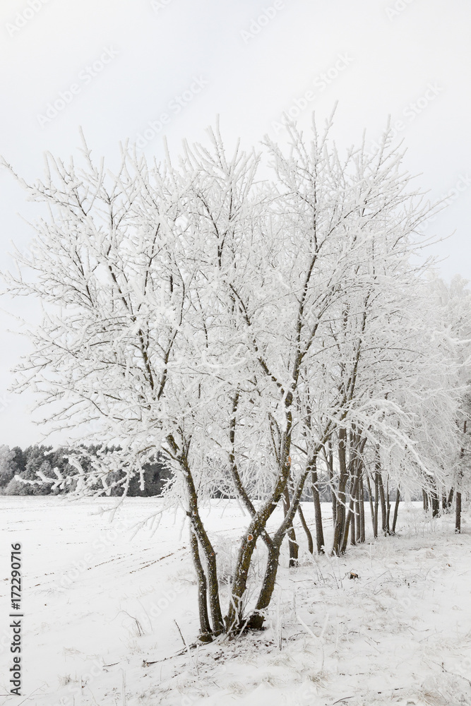 Fototapeta premium Winter time