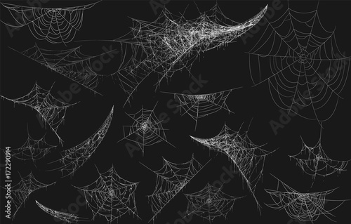 Fototapeta Halloween decor, spider cobweb, hand drawn vector illustration.