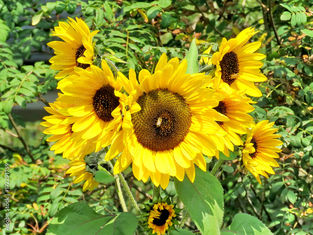 Obraz premium Thornhill sunflowers 2017