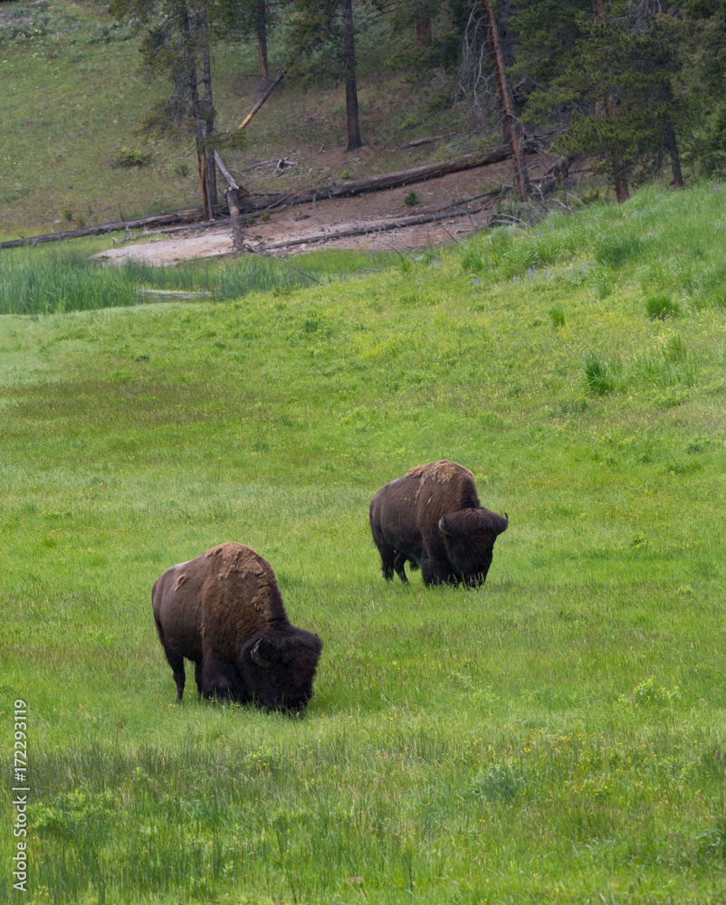 A pair of male bison grazing on green grass in a meadow in Yellowstone National Park. Photographed in natural light.