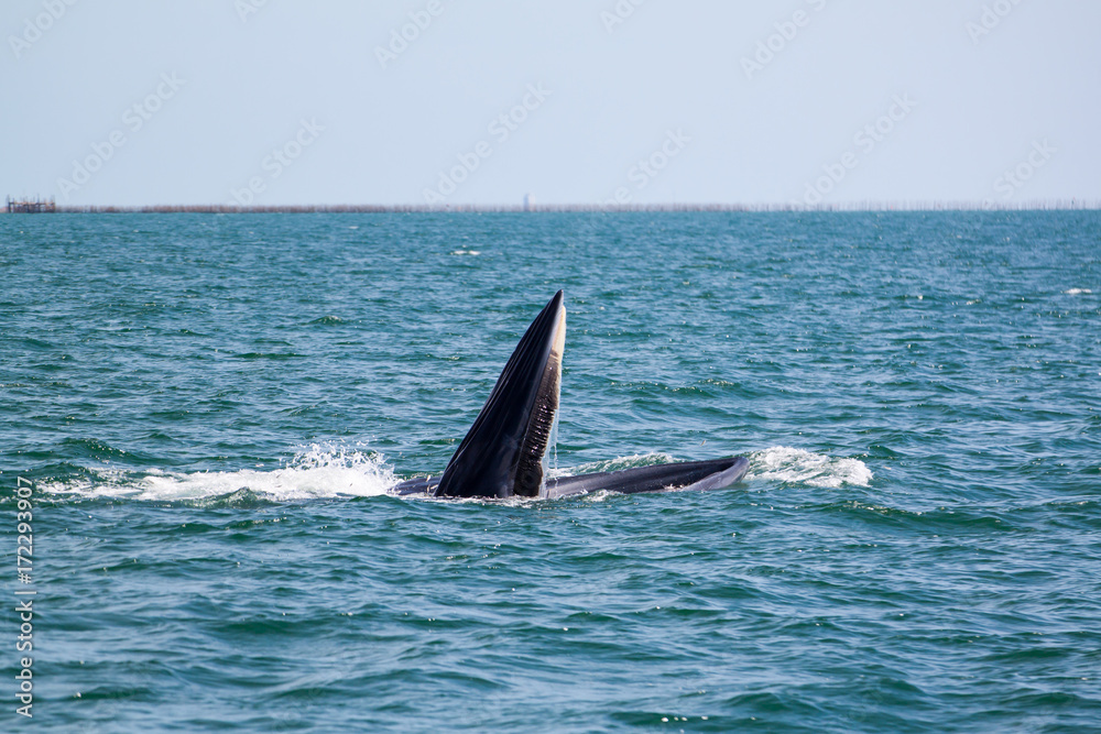 Fototapeta premium Bruda whales or bryde whales at gulf of Thailand