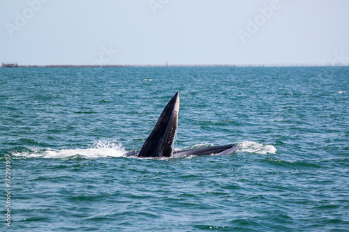 Bruda whales or bryde whales at gulf of Thailand