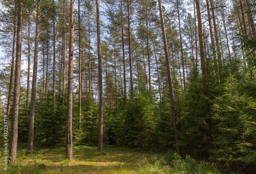 Fototapeta premium Pine forest
