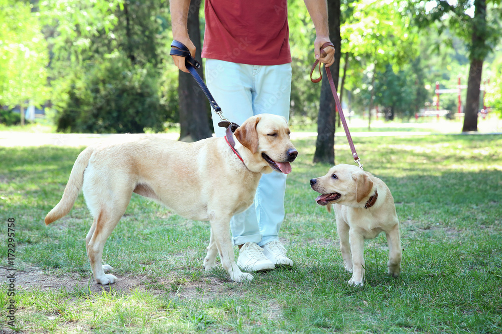 Young man walking with yellow retrievers in park