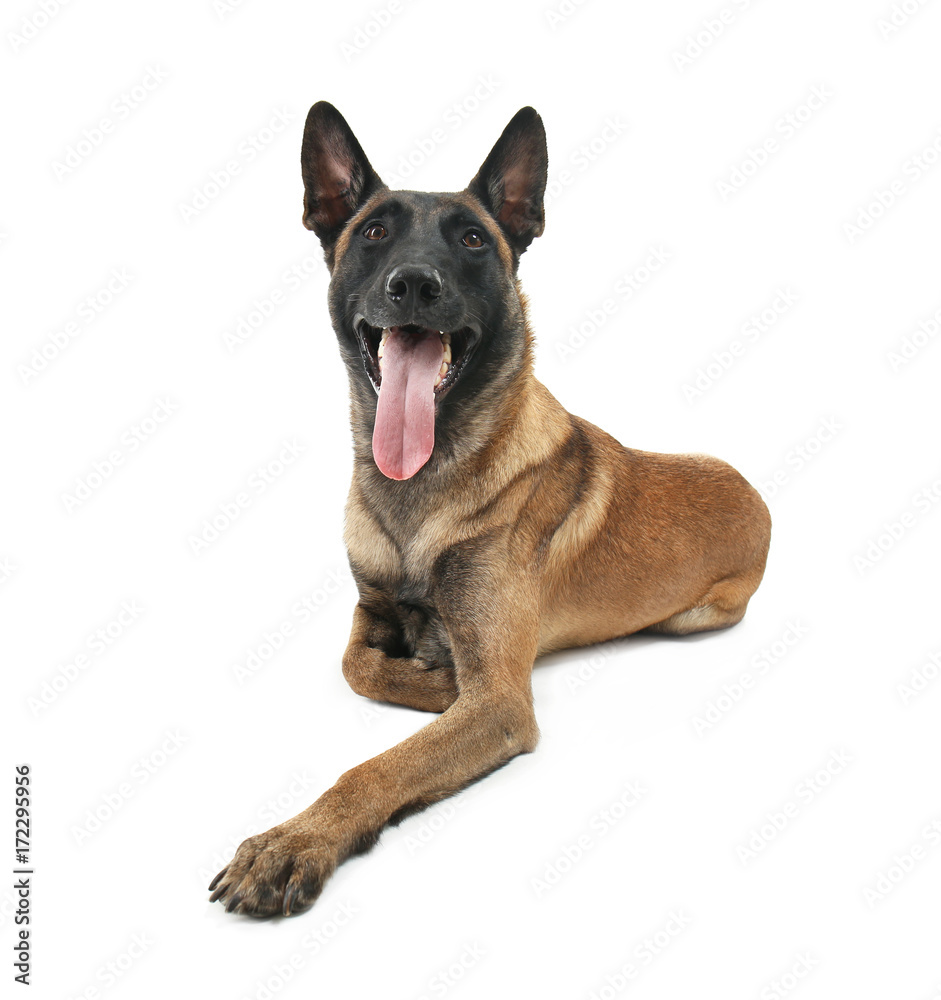 Dog, isolated on white. Concept of volunteering and animal shelters Dog, isolated on white. Concept of volunteering and animal shelters