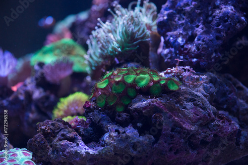 green zoantids coral