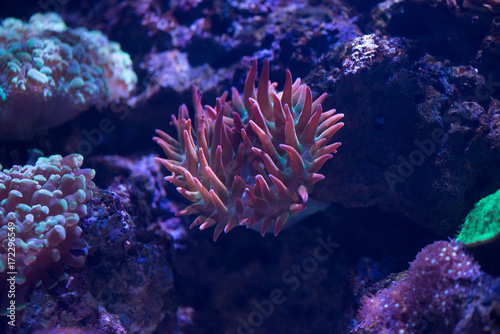 close up of red bubble tip anemone