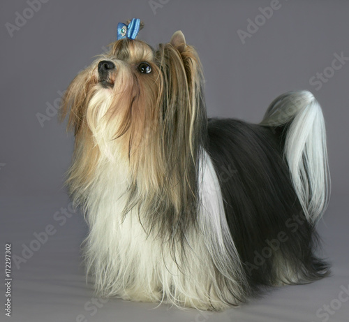 Beautiful male Beaver Yorkshire Terrier with bow photo