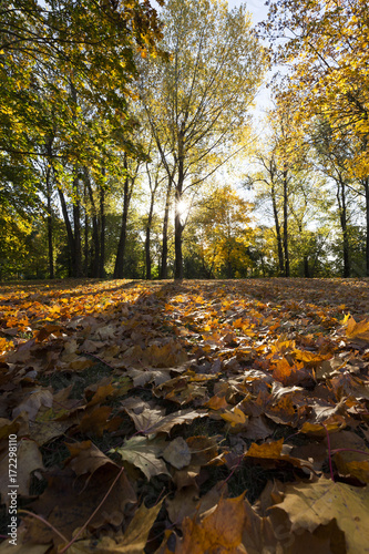 fallen leaves of trees in the sunlight