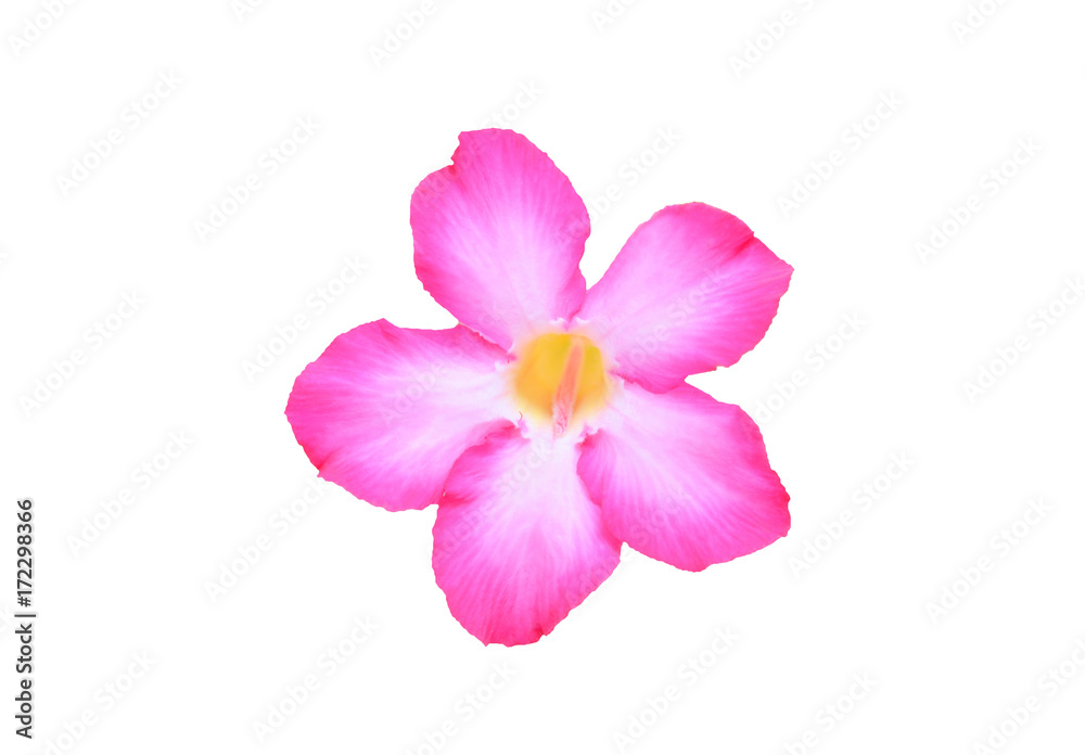 pink flower isolate on white background with clipping path pink flower isolate on white background with clipping path