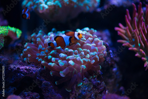 clown fish with corals
