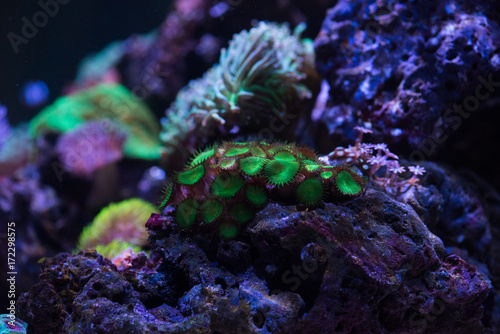 green zoa coral