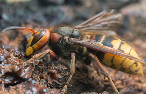 Macro photo of an european hornet, Vespa crabro feeding on sap on oak photo