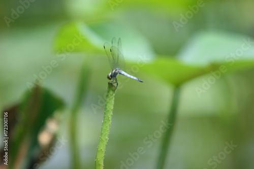 dragonfly on lotus