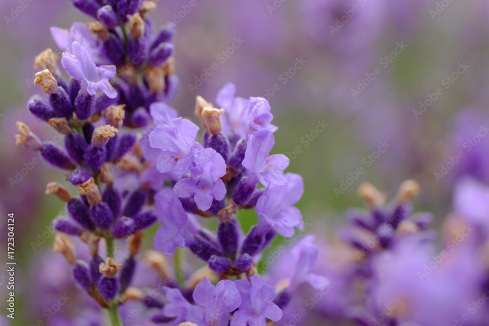 Fleurs de lavande. Macro.