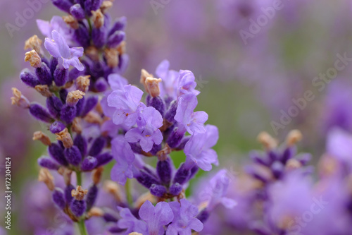 Fleurs de lavande. Macro.