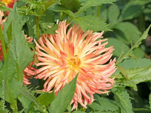 Fototapeta Naklejka Na Ścianę i Meble -  Dahlie, Dahlia
