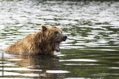 Brown bear in water growls menacingly. Kamchatka, Russia.