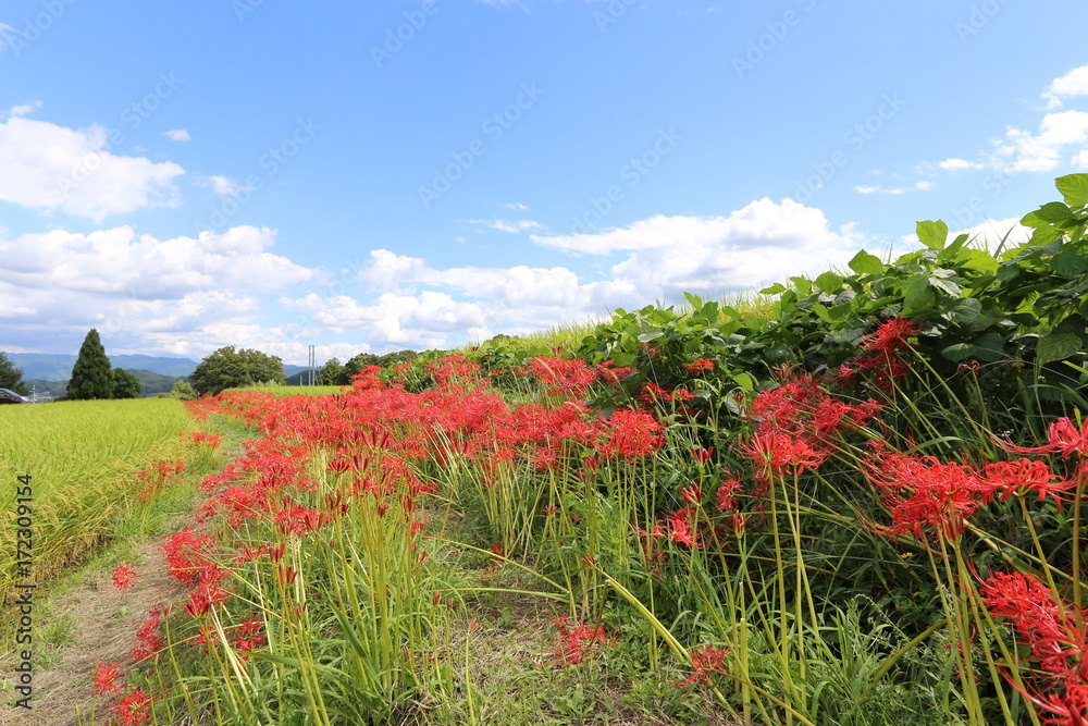 大和路の秋景色