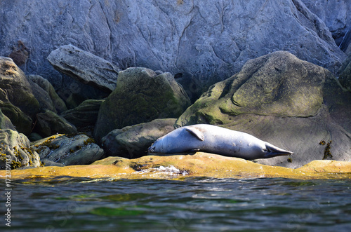A seal sleeping in Forillon National Park photo