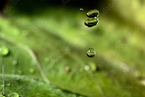 Water drops falling on a blurred green leaf background, macro
