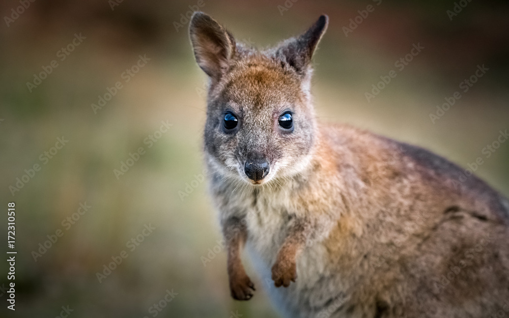Pademelon Pademelon