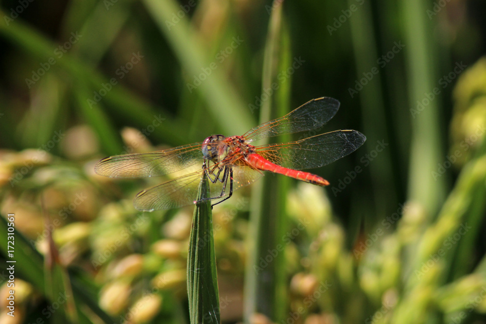 Libélula (Anisoptera) del mediterráneo en una rama Libélula (Anisoptera) del mediterráneo en una rama