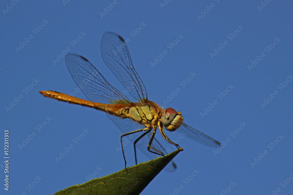 Libélula (Anisoptera) del mediterráneo en una rama Libélula (Anisoptera) del mediterráneo en una rama