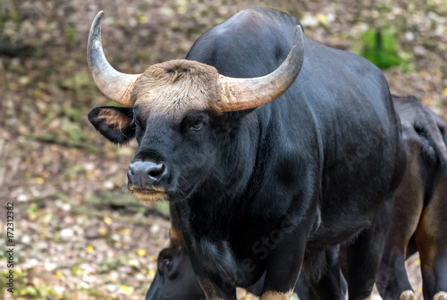 Wild Gaur. Gaur is a bovine native to South Asia and Southeast Asia.