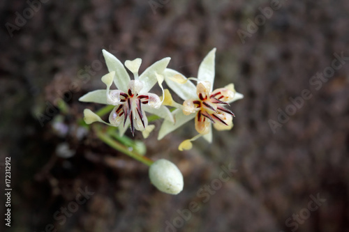 Fototapeta Naklejka Na Ścianę i Meble -  Close up cacao flowers (Theobroma cacao) on tree trunk: The native plant of Central and South America that cacao (cocoa) beans used to make a cocoa powder and chocolate.