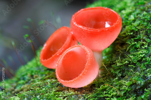 Cookeina sulcipes : a small beautiful cup fungi from tropical rainforest of Southeast Asia