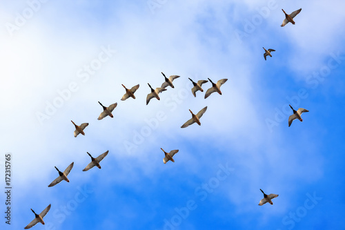 Wld ducks are flying high in the blue sky with white clouds.