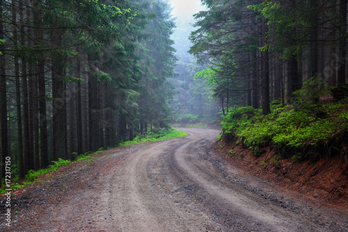 The wide road leads to the foggy fairy forest. Big green trees and bushes.