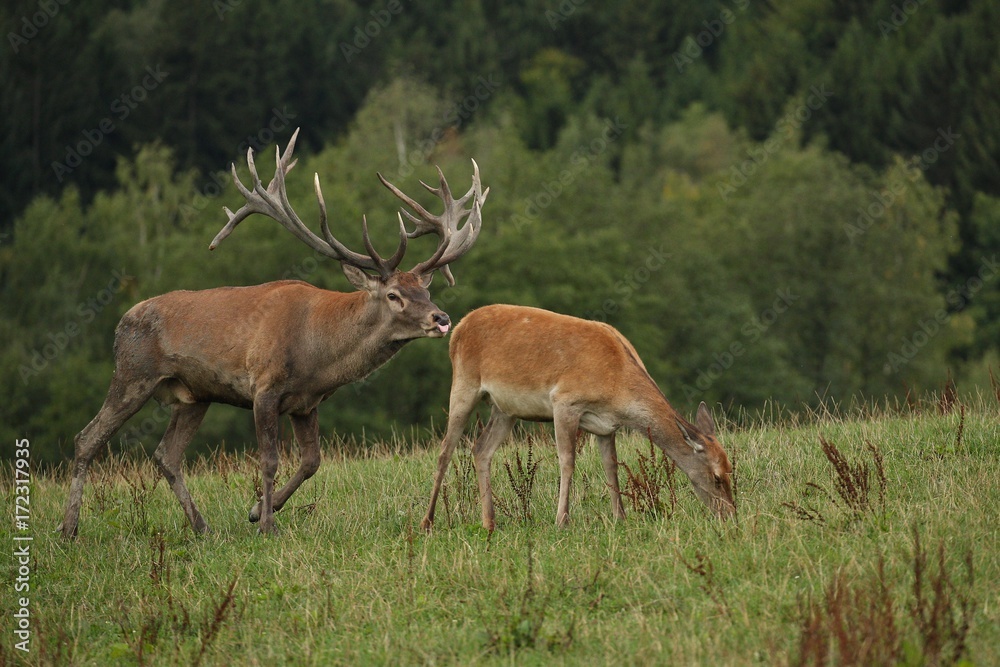 Red deer male with his group during the deer rut in the nature habitat of Czech Republic, european wildlife, wild europa, deer rut, Cervus elaphus. Red deer male with his group during the deer rut in the nature habitat of Czech Republic, european wildlife, wild europa, deer rut, Cervus elaphus.