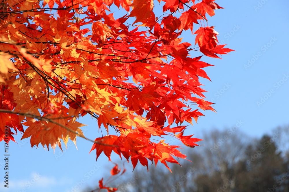 Park in Sapporo in autumn


