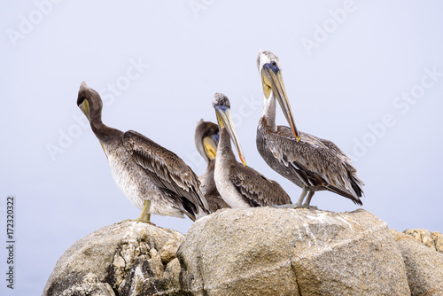 Group of brown pelican waiting on a rock
